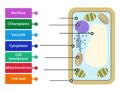 Lesson 2 - Biology 