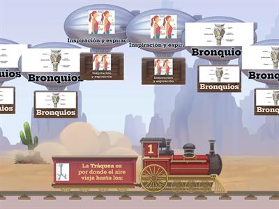 Práctica de Ciencia: El sistema respiratorio