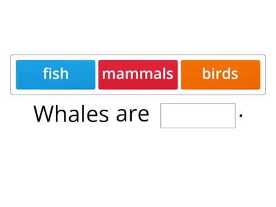 All about whales