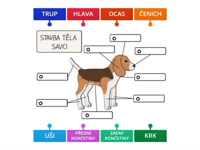 STAVBA TĚLA - SAVCI