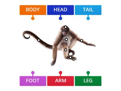 MONKEY BODY PARTS