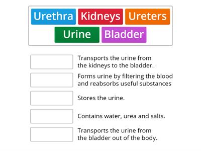 Urinary system (INT)