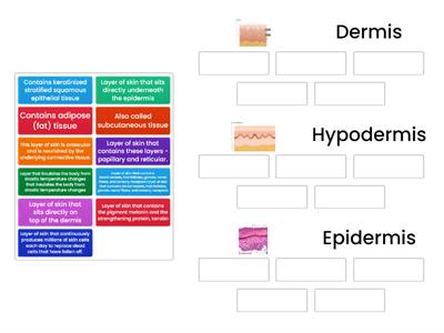 Layers of Skin: Identify the Epidermis, Dermis and Hypodermis