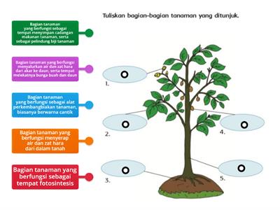 IPA MENEMUKAN FUNGSI BAGIAN TANAMAN