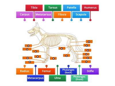 Canine Anatomy - Skeleton part 2