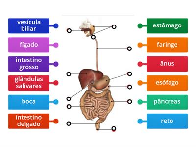 Corpo Humano - Sistema Digestivo 