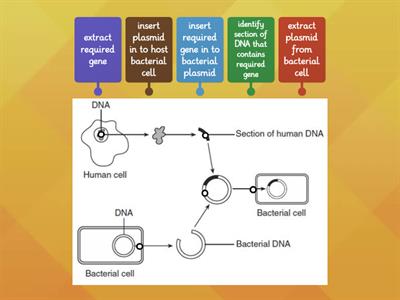 N5 Biology 1.5 Genetic engineering labelled diagram