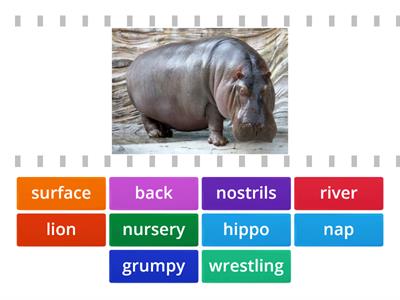 All about animals - hippos part 1