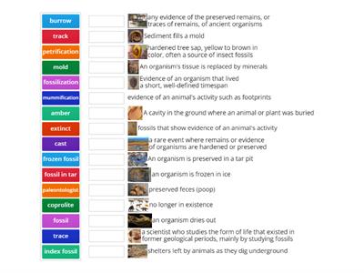 Fossils game - Teaching resources