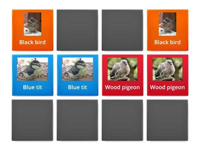 Wood pigeon snap