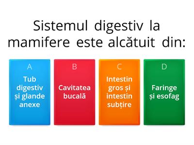 Sistemul digestiv la mamifere