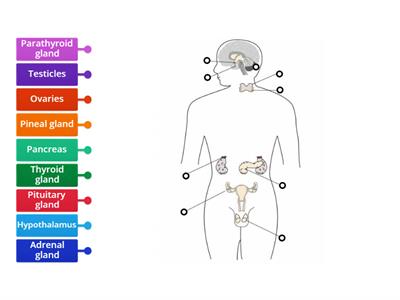  The Endocrine System