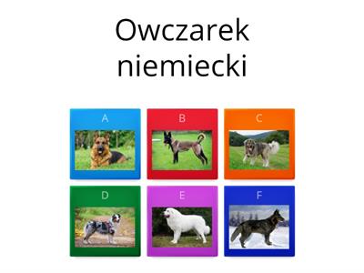 rasy psów