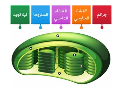 تركيب البلاستيدات