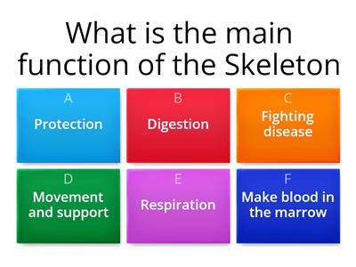 The Skeleton and the Muscles