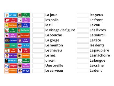 Les parties du corps #1 - Les parties de la tête