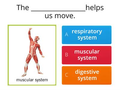 D 2- LESSON 2 Muscular system