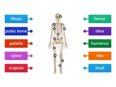 Bones of the body