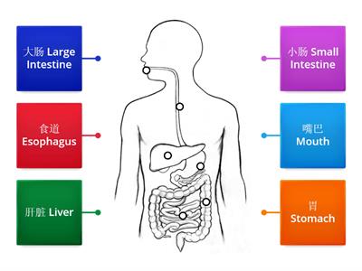 消化系统Digestive System