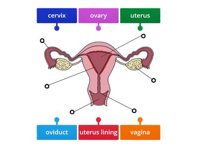 Me5a Sci - Female Reproductive System