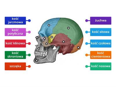  Kości czaszki