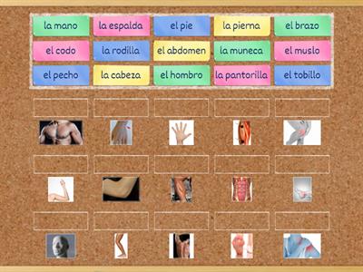 Las partes del cuerpo