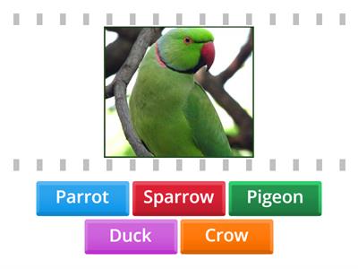 Birds Name