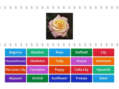Name 20 types of flowers