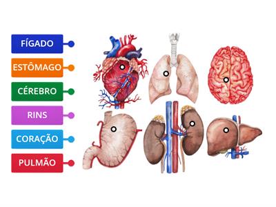 ÓRGÃOS DO CORPO HUMANO