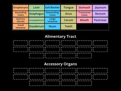 Alimentary Tract Versus Accesory Organs