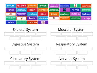 Human Body Systems