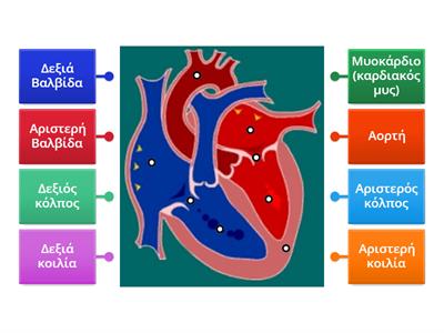 Ανατομία της καρδιάς