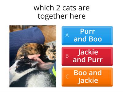 Which cats are together 