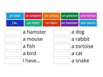 Y3 French: pets