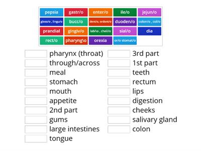 digestive med terms