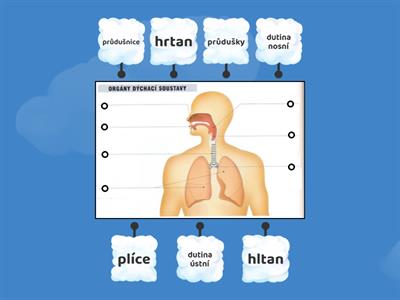 Orgány dýchací soustavy