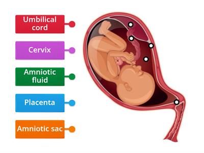 Development of the foetus 