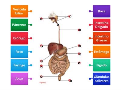 Sistema digestivo Humano