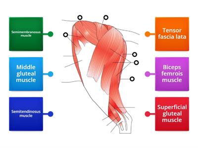 Nikki's cat anatomy 4