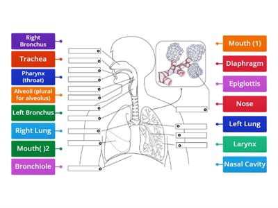 Human Gas Exchange System