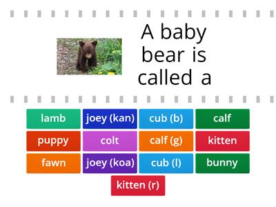Baby Animal Names 