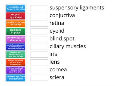 Eye anatomy - Function