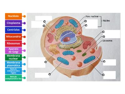 Célula eucariota animal y sus organelas