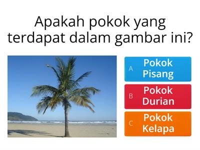 Pokok Kelapa