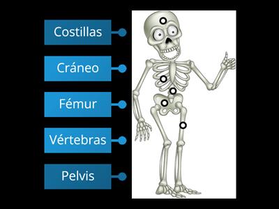 Principales huesos del cuerpo humano (2° básico)