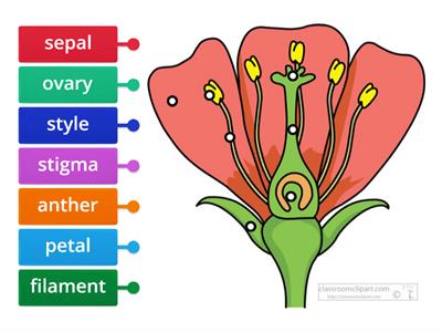 Parts of a flower