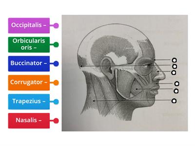 Muscles of the face A&P P2 L3