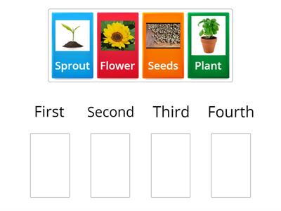 Plant Life Cycle