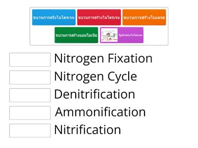 จับคู่คำตอบที่ถูกต้อง วัฏจักรไนโตรเจน (นันทกานตร์ เลขที่ 15)