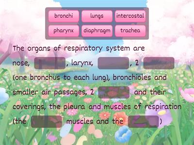 C05. Respira. Sys (3) - Organs